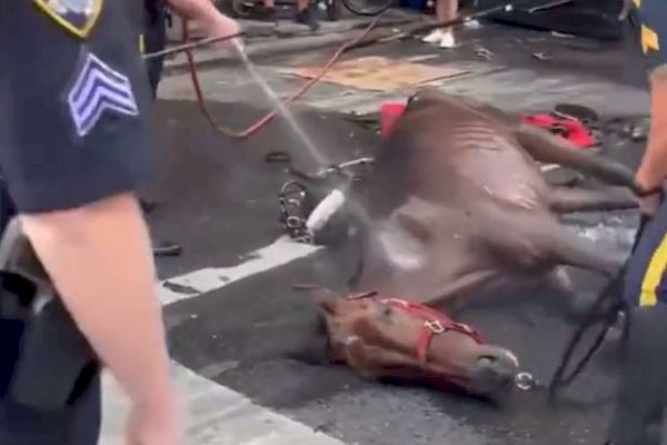 Kočiarový kôň v New Yorku sa zrútil ako vodič kričí a bičuje ho