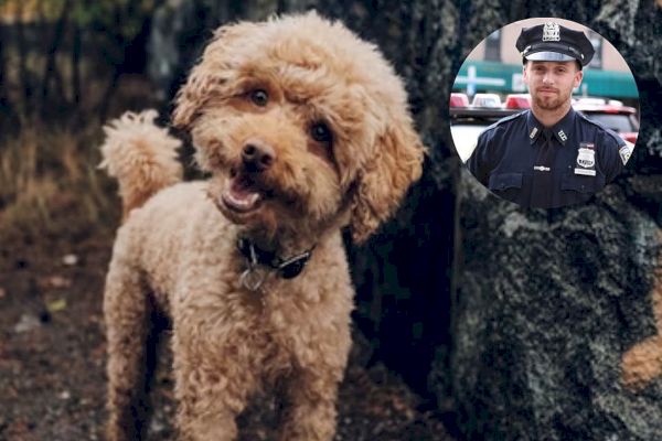 Nosy Neighbour critiqué pour avoir gaspillé des ressources policières après avoir appelé des flics sur un couple qui a laissé son chien aller aux toilettes sur sa propre terrasse