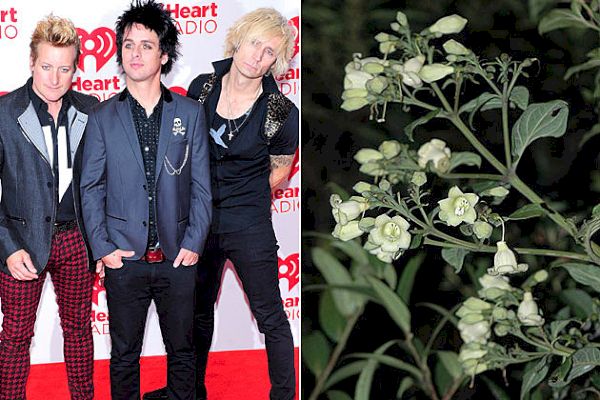 Green Day Flower – Choses nommées d'après des personnes célèbres